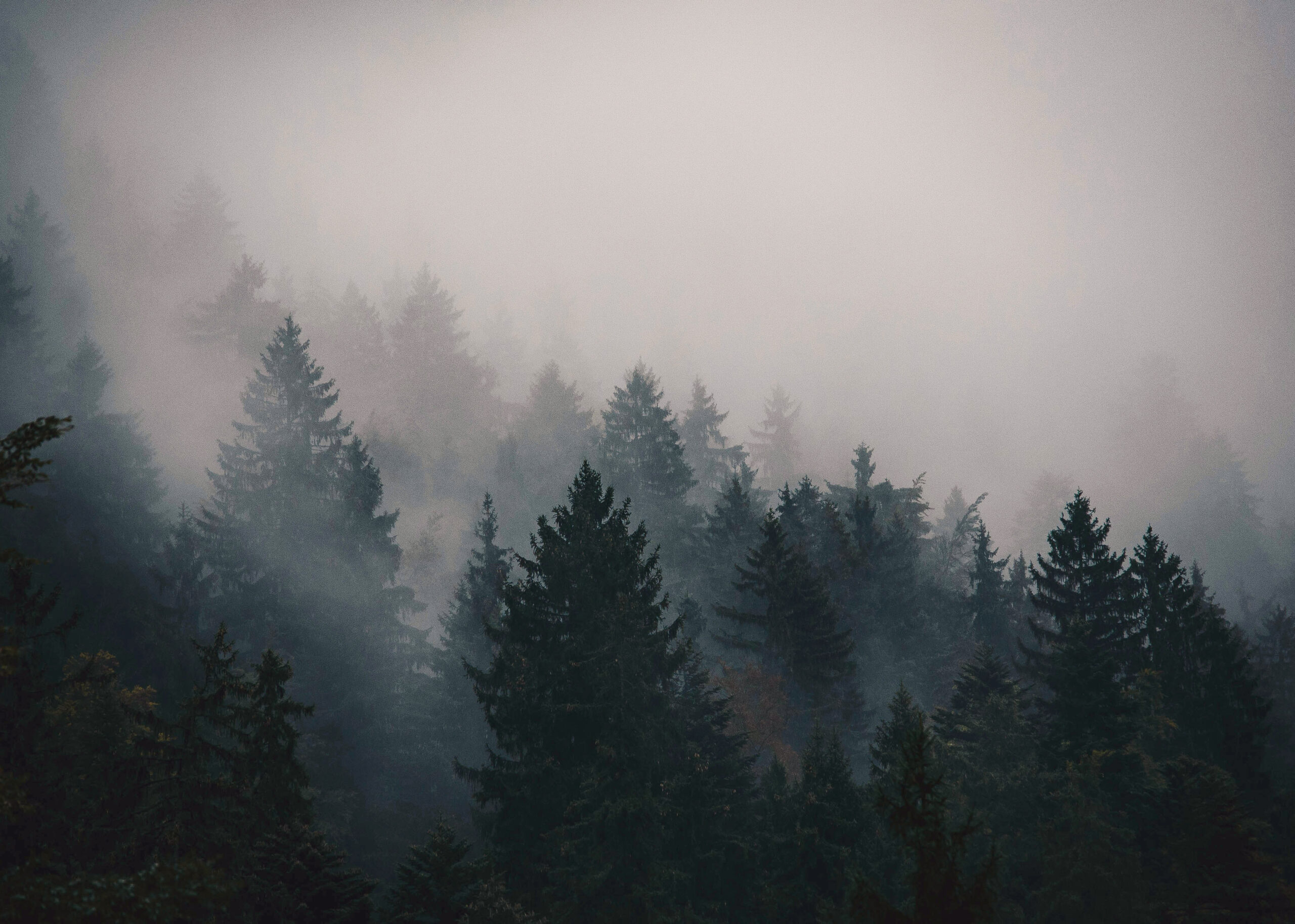 thomas-griesbeck-BS-Uxe8wU5Y-unsplash